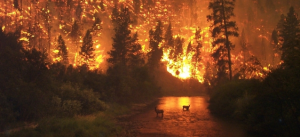 West Coast Wildfires